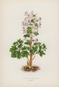 Fumaria Densiflora (színes tagok) alkotó: English School