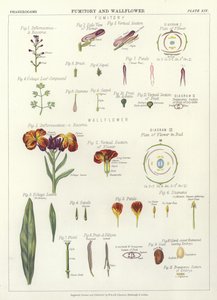 Fumitory és Wallflower alkotó: English School