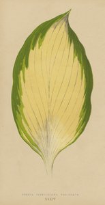 Funkia Sieboldiana Variegata alkotó: English School