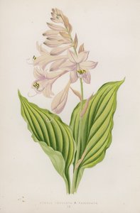 Funkia Undulata; B Variegata (színes litográfia) alkotó: English School