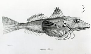 Galapagos Gurnard, 6. tábla a „H.M.S. Beagle útjának zoológiájából, 1832-36”, Charles Darwin alkotó: English School