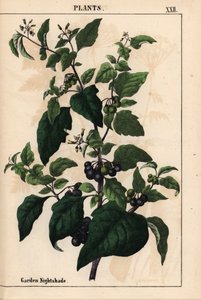 Kerti vagy fekete nadálytő fekete bogyós Solanum nigrum   , a "The Instructive Picturebook, or Lessons from the Vegetable World", [Charlotte Mary Yonge], Edinburgh alkotó: English School