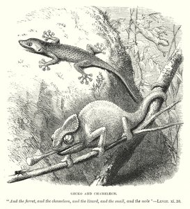 Geckó és kaméleon (metszet) alkotó: English School