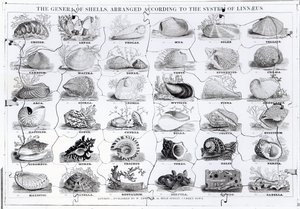 Genera of Shells kirakós, kocsma. írta W. Edwards alkotó: English School
