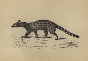 Genet (színes litográfia) alkotó: English School