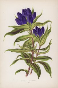 Gentiana Andrewsii (színes litográfia) alkotó: English School