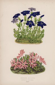 Gentiana Bavarica; Primula Minima (színes litho) alkotó: English School