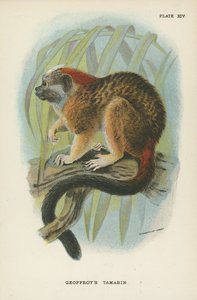Geoffroys Tamarin alkotó: English School
