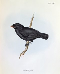 Geospiza Fortis, illusztráció a The Zoology of the Voyage of H.M.S. Beagle, 1832-36, Charles Darwin (1809-92), 1840 alkotó: English School