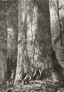 Giant Gum Tree, 1880 körül, Howard Willoughby „Australian Pictures” című művéből, a Religious Tract Society, London, 1886 alkotó: English School