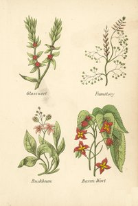 Üvegfű, Fumitory, Buckbean, Baren Wort (színes litográfia) alkotó: English School