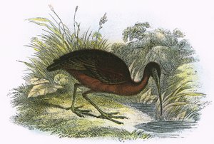 Fényes Ibis