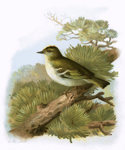 Aranytarajos Wren