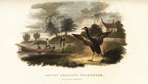 Aranyszárnyú trombitás fut, hogy üdvözölje Vosmaert, amikor a partra lép alkotó: English School