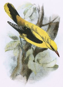 Arany Oriole