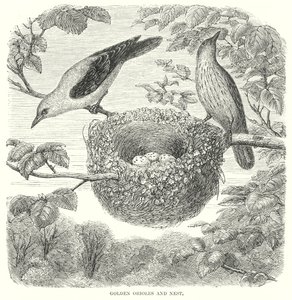 Golden Orioles (metszet) alkotó: English School