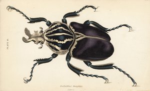 Góliátbogár, Goliathus goliatus (Goliathus magnus) alkotó: English School