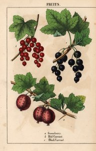Egres, ribizli és feketeribizli gyümölcsök   , a "The Instructive Picturebook, or Lessons from the Vegetable World", [Charlotte Mary Yonge], Edinburgh alkotó: English School