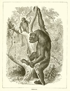 Gorilla alkotó: English School
