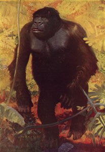 Gorilla alkotó: English School