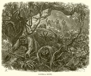 Gorilla vadászat alkotó: English School