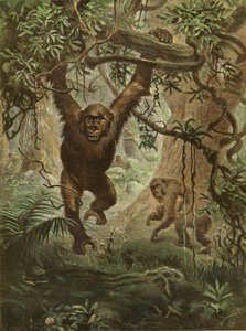 Gorillák otthon alkotó: English School