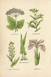 Goutwort, Gromwell, Hartstongue, Gold of Pleasure, Gladwyn alkotó: English School