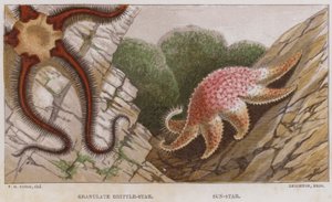 Granulált Brittle-Star, Sun-Star (színes litho) alkotó: English School