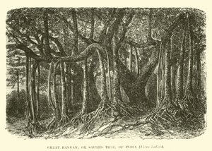 Nagy Banyan, vagy szent fa, India, Ficus indica alkotó: English School
