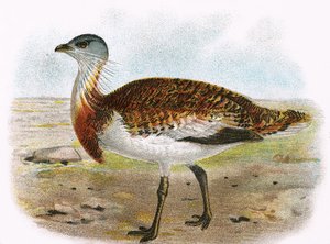 Túzok