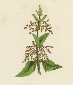 Zöld csalán, Urtica Dioica (színes litográfia) alkotó: English School