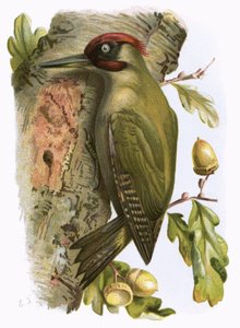 Zöld harkály alkotó: English School