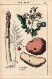 Zöld spárga és burgonya   , "The Instructive Picturebook, or Lessons from the Vegetable World", [Charlotte Mary Yonge], Edinburgh alkotó: English School