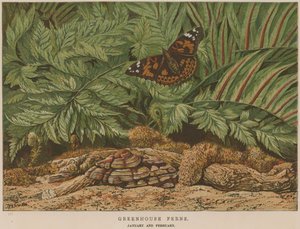 Üvegházi páfrányok alkotó: English School