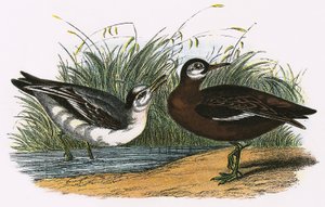 Szürke Phalarope alkotó: English School