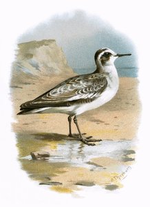 Szürke Phalarope