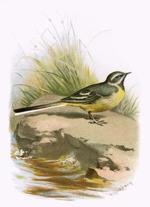 Szürke wagtail