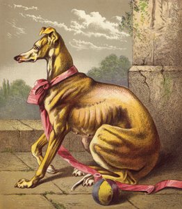 Greyhound (színes litográfia) alkotó: English School