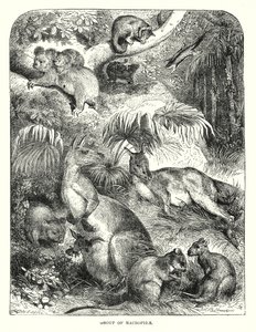 Makropida csoport (metszet) alkotó: English School