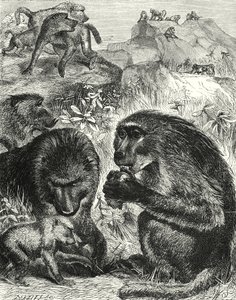 Chacmas csoport (metszet) alkotó: English School