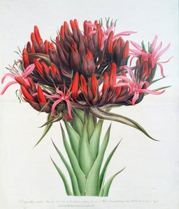 Gymea Lily, 1826 (wc papíron) alkotó: English School