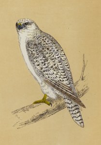 Gyr-Falcon (színes litó) alkotó: English School