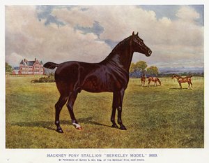 Hackney Pony Stallion "Berkeley Model" 3663 (színes litho) alkotó: English School