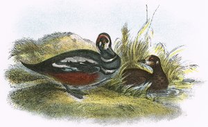 Harlekin kacsa alkotó: English School