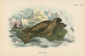 Harp-Seal alkotó: English School