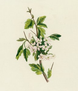 galagonya, Crataegus Oxyacantha alkotó: English School