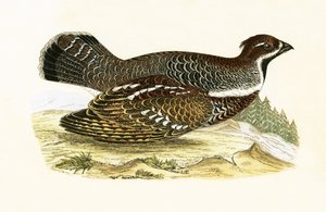 Hazel Grouse, Charles Robert Bree (1811-86) 1867-ben megjelent „A History of the Birds of the Birds of Europe Not Observed in the British Isles” című művéből.