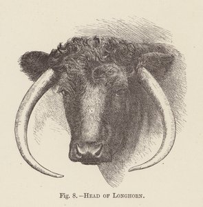 Longhorn feje (metszet) alkotó: English School