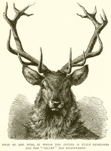 A Red Deer feje, amelyben az agancs teljesen kifejlődött, a Velvet pedig eltűnt alkotó: English School