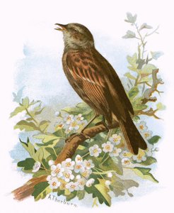 Hedge Sparrow